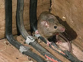 rodent proofing