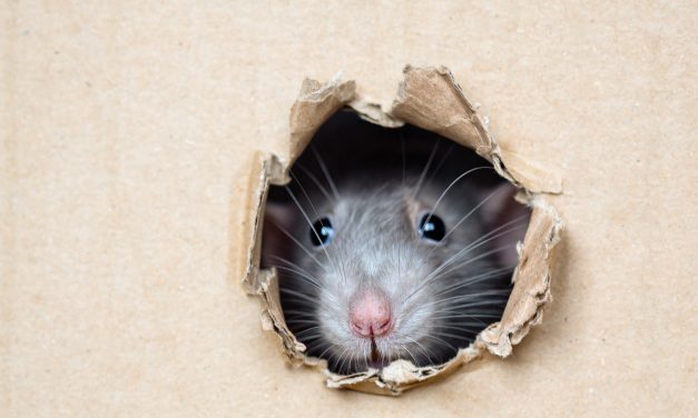 Signs You May Have A Rodent Problem